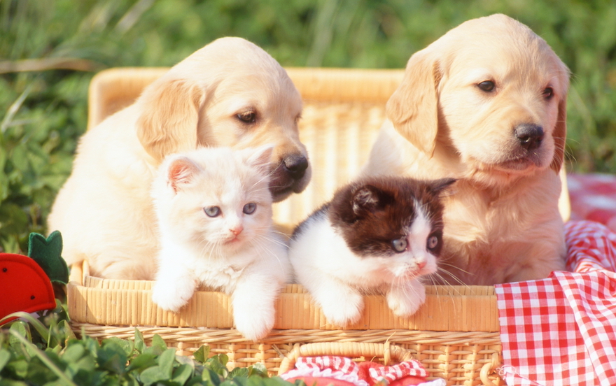 その他、動物と暮らすためにあるといいもの